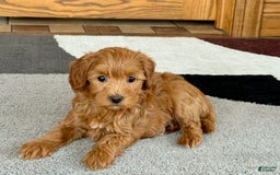 Maltipoo dogs for sale: Larry - Image 2
