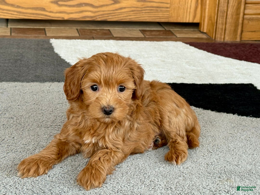 Maltipoo dogs for sale: Larry - Image 2