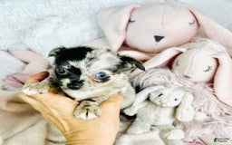 Chihuahua dogs for sale: Christine Blue Eyes - Image 2