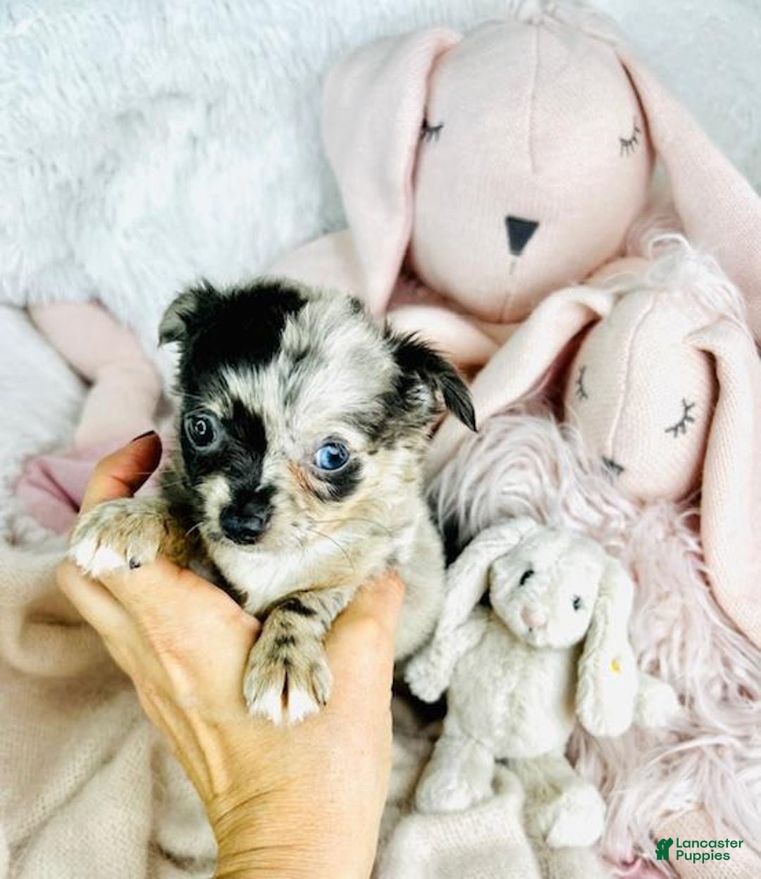 Chihuahua dogs for sale: Christine Blue Eyes - Image 2