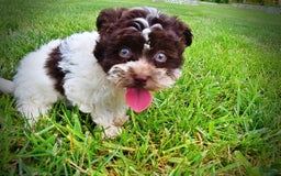 Havapoo dogs for sale: Destiny - Image 2
