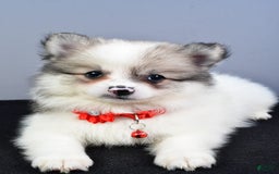 Pomeranian dogs for sale: Sophie - Image 3