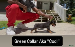 Rottweiler dogs for sale: Green Collar - Image 3
