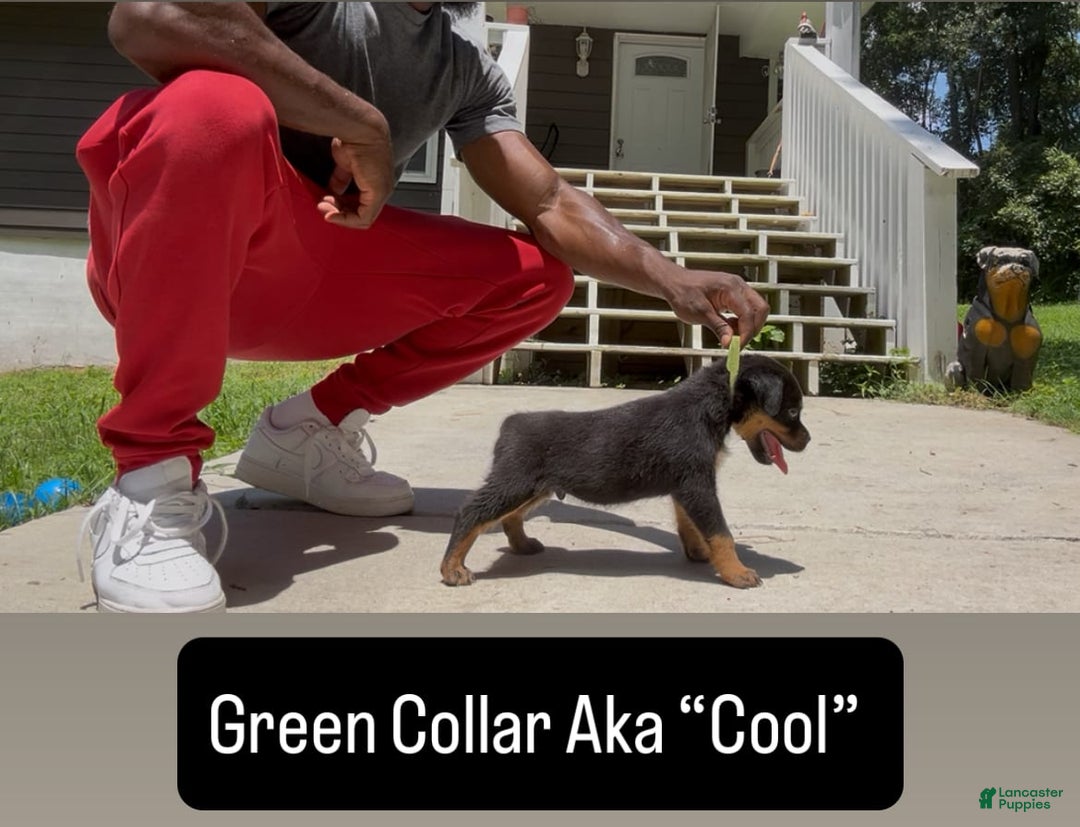 Rottweiler dogs for sale: Green Collar - Image 3