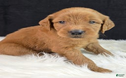 Goldendoodle dogs for sale: Rosie - Image 6