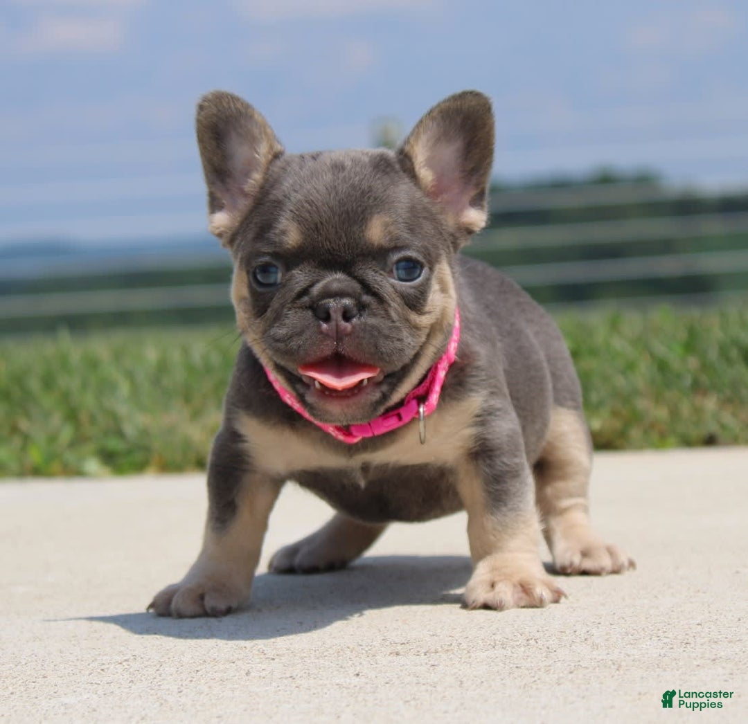 French Bulldog dogs for sale: Pearl - Image 6