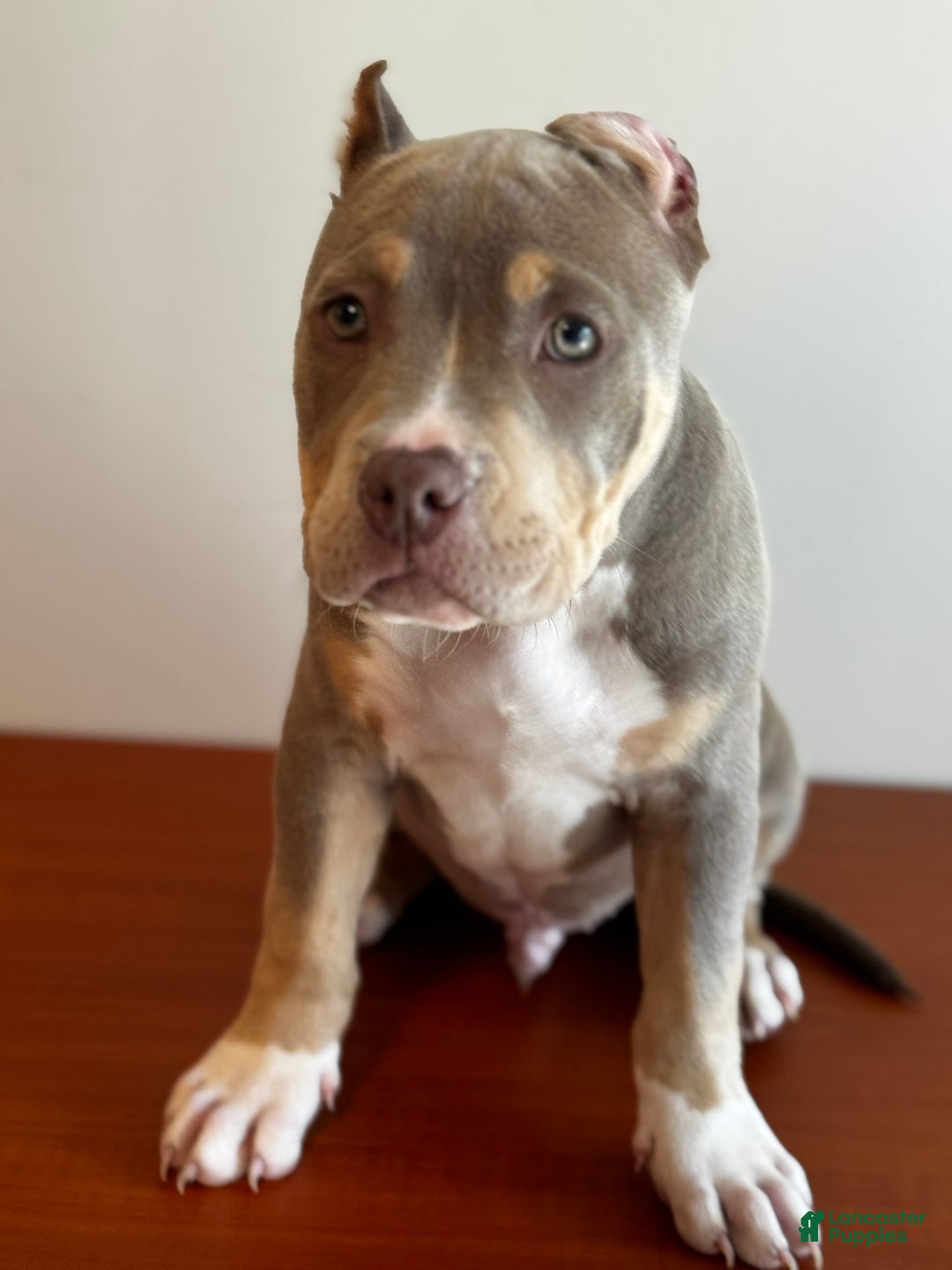 American Bully dogs for sale: Handsome - Image 4