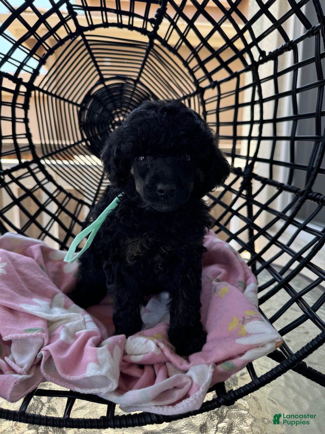 Miniature Poodle dogs for sale: Wolverine - Image 1