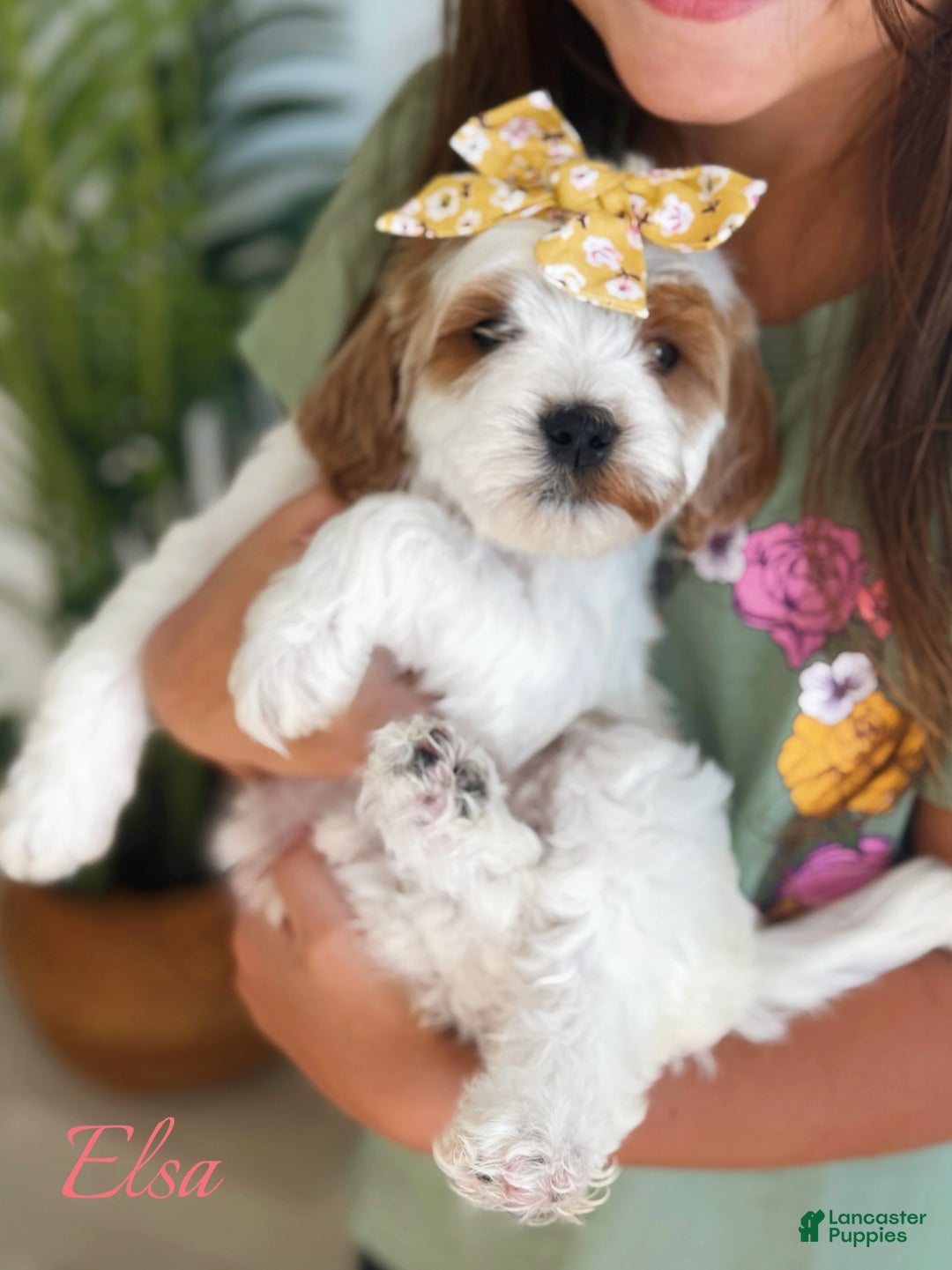 Mini Goldendoodle dogs for sale: Petite Elsa - Image 2
