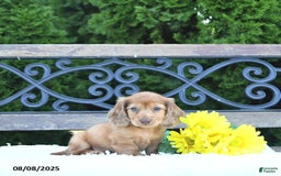 Miniature Dachshund dogs for sale: Finn - Image 2