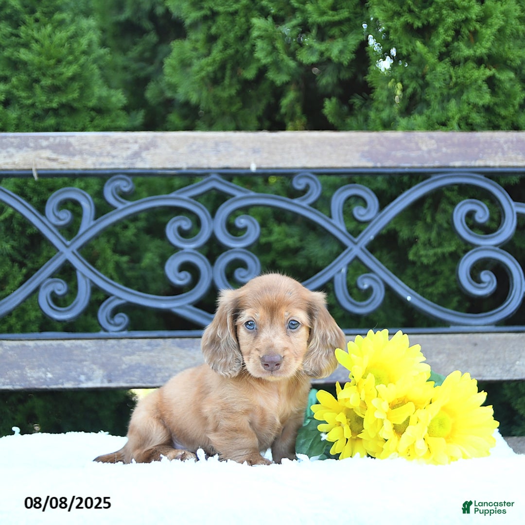 Miniature Dachshund dogs for sale: Finn - Image 2
