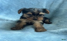 Yorkshire Terrier dogs for sale: Sammy - Image 2