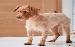 Yorkiepoo dogs for stud: Rose - Image 2