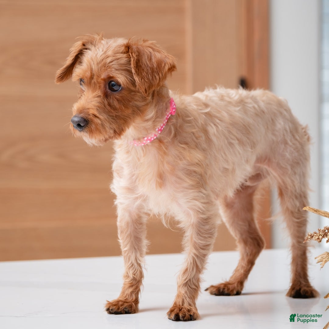 Yorkiepoo dogs for stud: Rose - Image 2