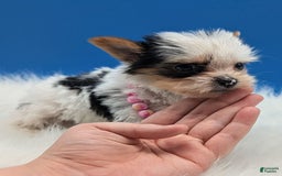 Yorkshire Terrier dogs for sale: Dolly - Image 2
