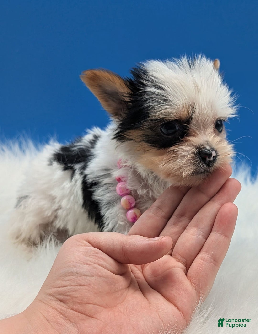 Yorkshire Terrier dogs for sale: Dolly - Image 2