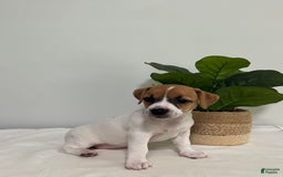 Jack Russell Terrier dogs for sale: Twinkle - Image 3