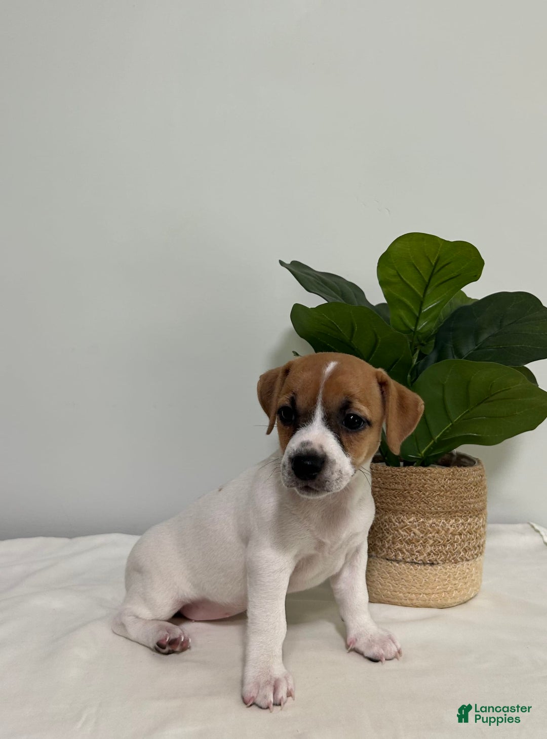 Jack Russell Terrier dogs for sale: Twinkle - Image 3
