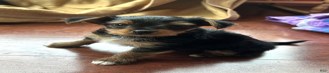 Banjo