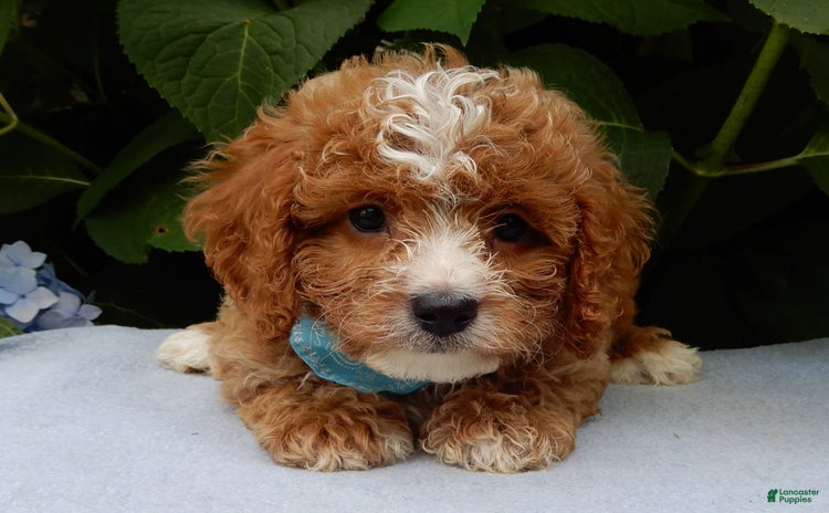 Cavapoo dogs for sale - Ad 4