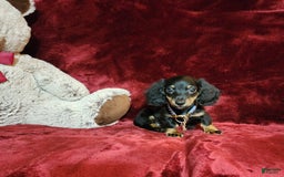 Miniature Dachshund dogs for sale: RYDER - Image 5