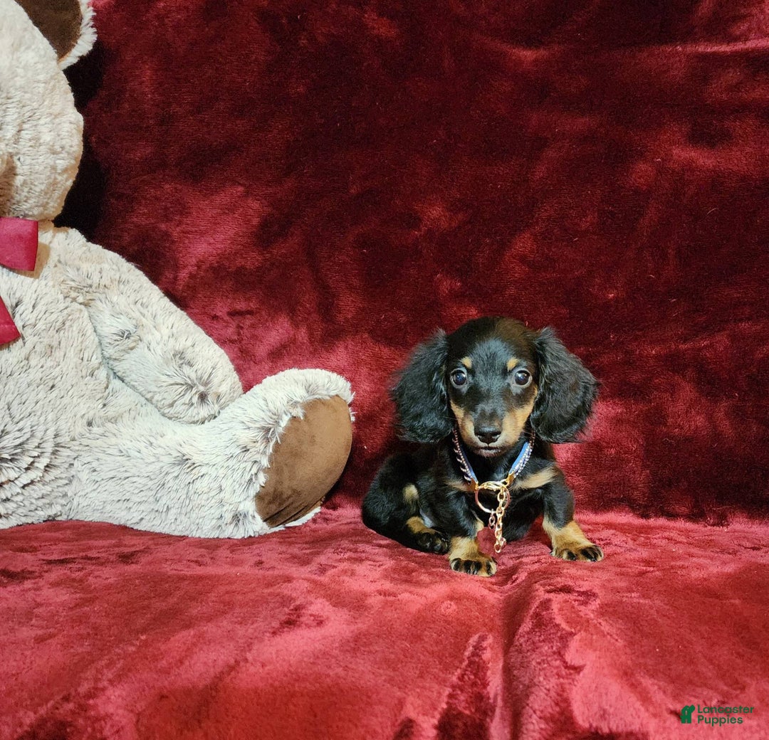 Miniature Dachshund dogs for sale: RYDER - Image 5