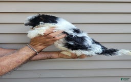 Teddy Bear dogs for sale: Ted - Image 7