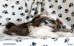 Shih Tzu dogs for sale: Everest - Image 5