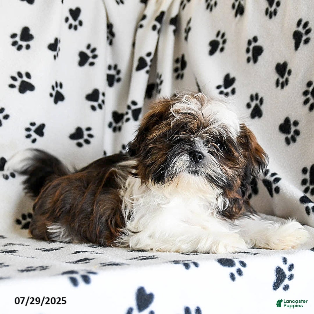 Shih Tzu dogs for sale: Everest - Image 5