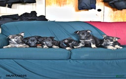 German Shepherd dogs for sale: Daffadil - Image 3