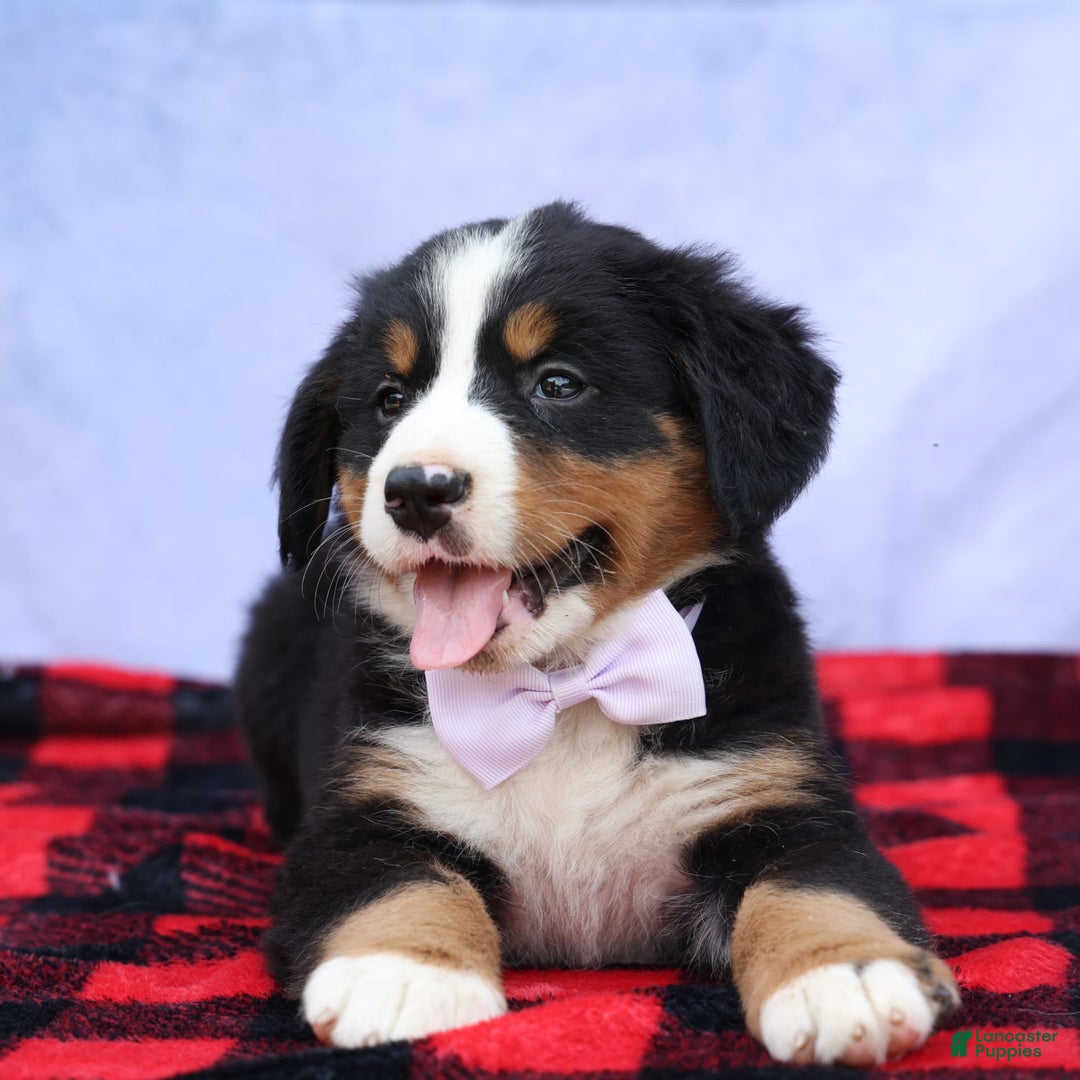 Bernese Mountain Dog dogs for sale: Suse - Image 16