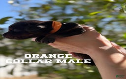 Doberman Pinscher dogs for sale: Orange Collar - Image 3