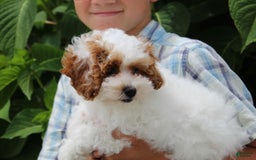 Miniature Poodle dogs for sale: Lily - Image 36