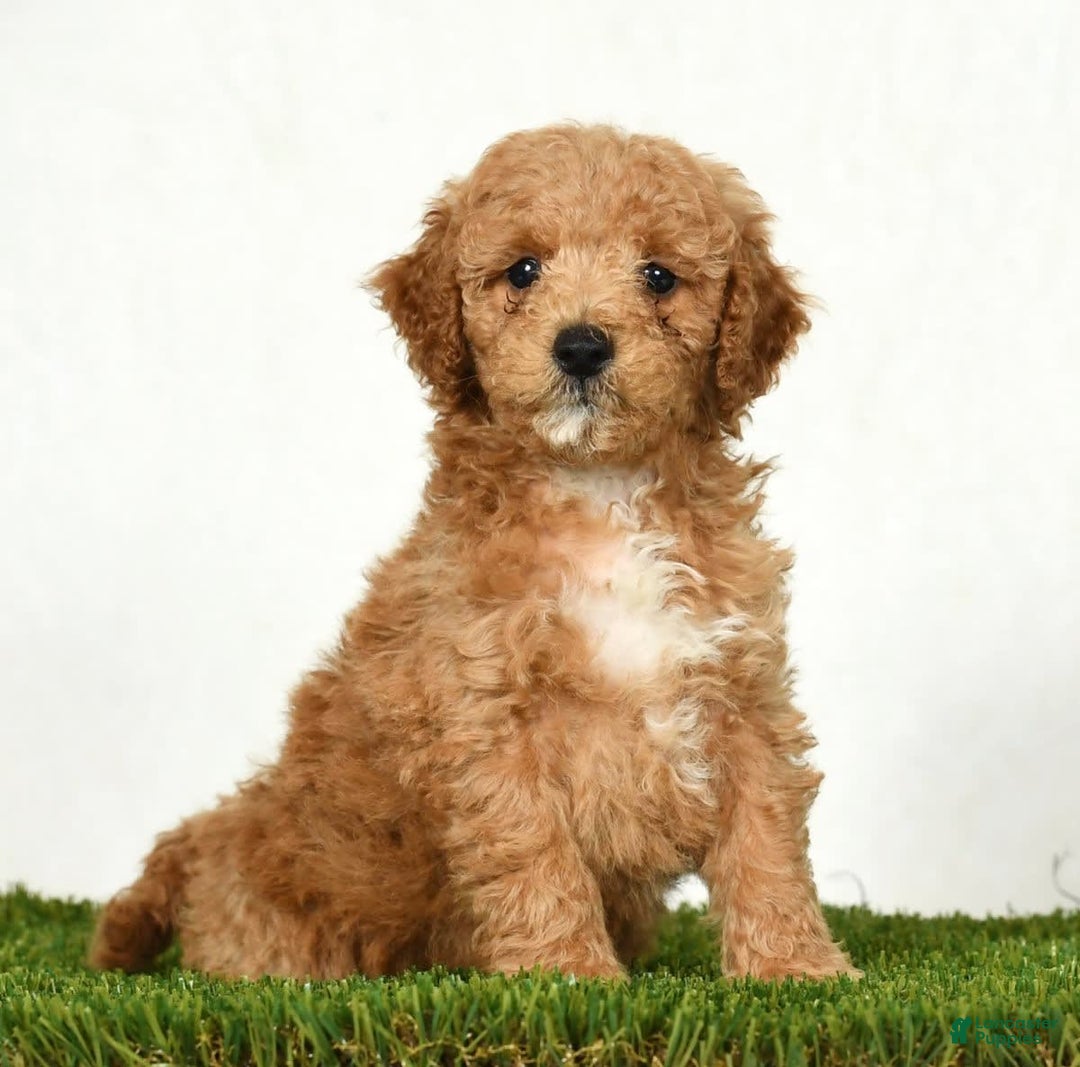 Mini Goldendoodle dogs for sale: Dallas - Image 2