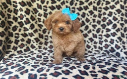 Cockapoo dogs for sale: Mango - Image 1