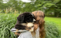 Bernedoodle dogs for sale: Chance - Image 2