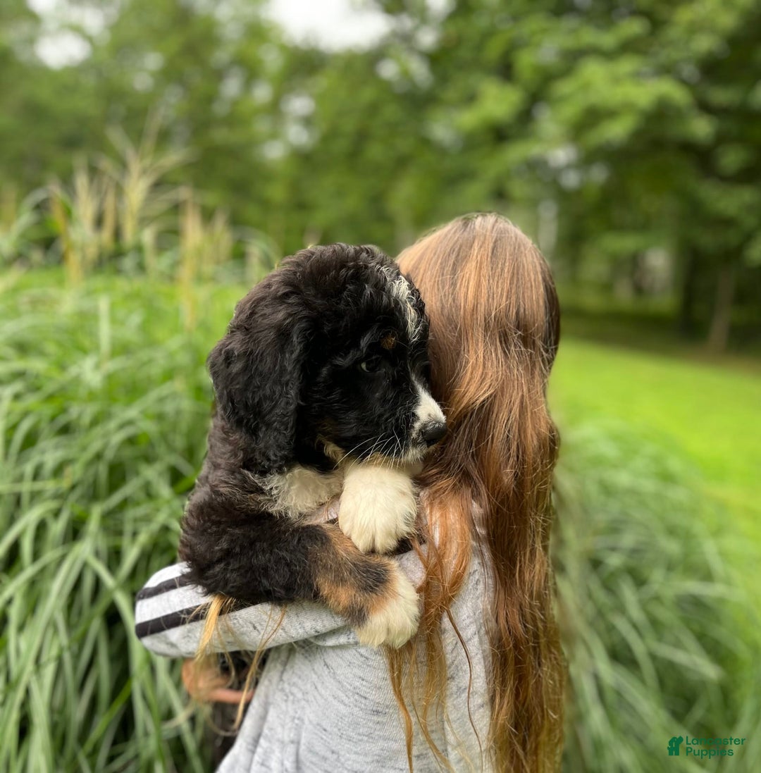 Bernedoodle dogs for sale: Chance - Image 2