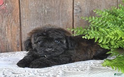 Havapoo dogs for sale: Lark - Image 10