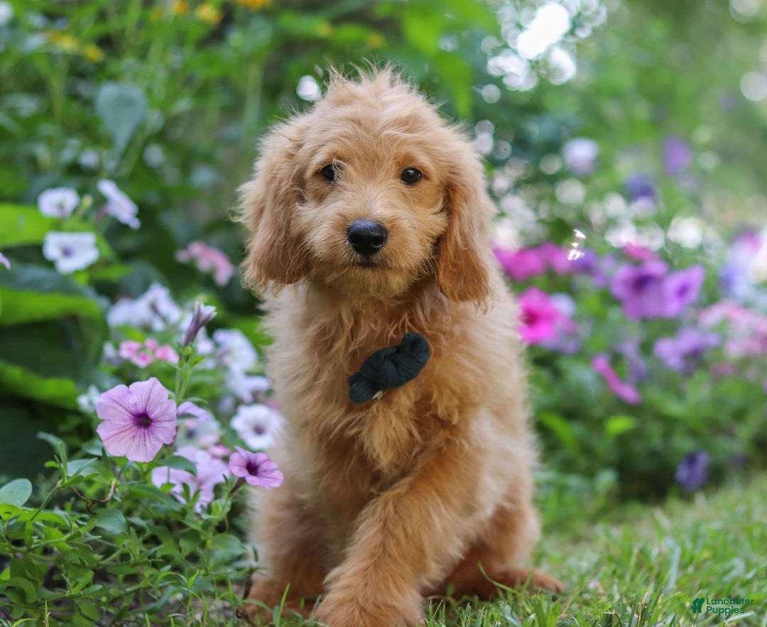  dogs for sale: Mini Goldendoodle 4 puppies - Image 7