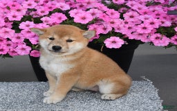 Shiba Inu dogs for sale: Chloe - Image 4