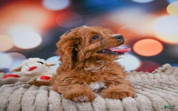 Cavapoo dogs for sale: Phoebe - Image 12