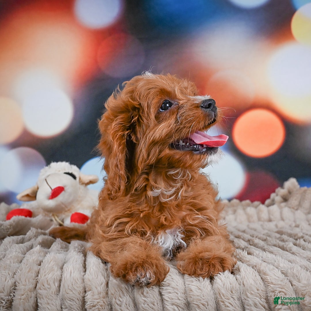 Cavapoo dogs for sale: Phoebe - Image 12