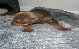 Doberman Pinscher dogs for sale: Doberman Pinscher 1 puppies - Image 3