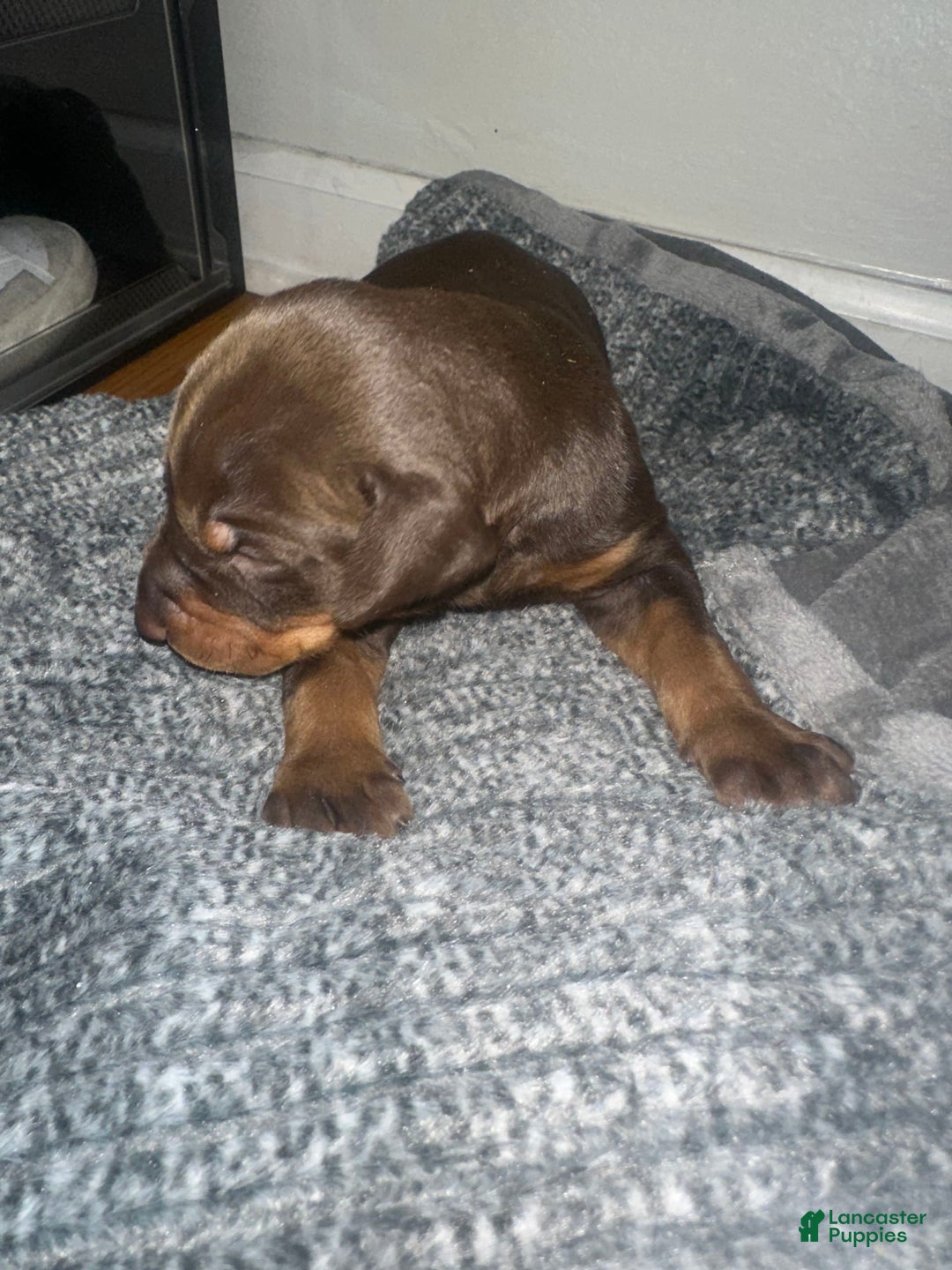 Doberman Pinscher dogs for sale: Doberman Pinscher 1 puppies - Image 3