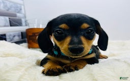 Miniature Dachshund dogs for sale: Jimmy - Image 3