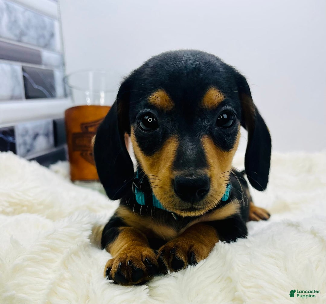 Miniature Dachshund dogs for sale: Jimmy - Image 3