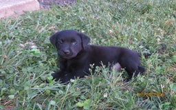 Labrador Retriever dogs for sale: Sophia - Image 4