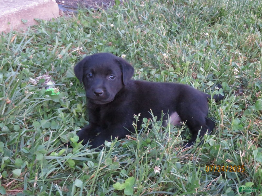 Labrador Retriever dogs for sale: Sophia - Image 4