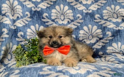 Pomeranian dogs for sale: Ellison - Image 6