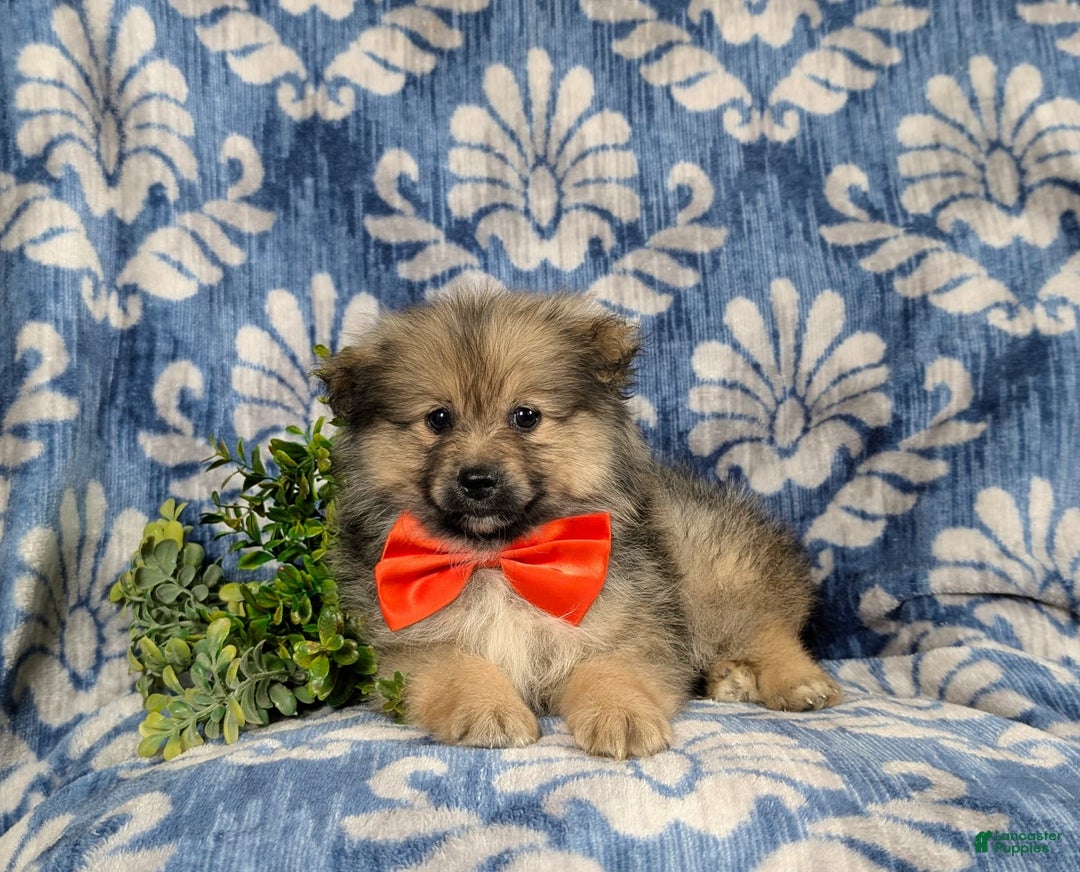 Pomeranian dogs for sale: Ellison - Image 6